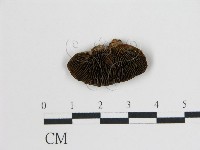 登錄號:F0017511藏品圖，第1張