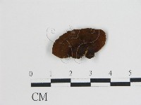 登錄號:F0017511藏品圖，第4張