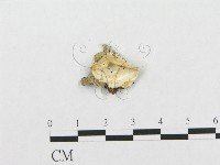 登錄號:F0017514藏品圖，第1張