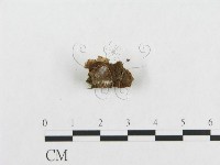 登錄號:F0017514藏品圖，第4張