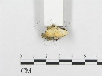 登錄號:F0017514藏品圖，第5張