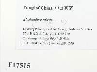 煙管菌藏品圖，第2張