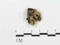 煙管菌藏品圖，第1張