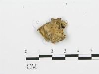 煙管菌藏品圖，第4張
