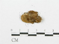 登錄號:F0017517藏品圖，第1張