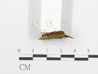 登錄號:F0017517藏品圖，第5張