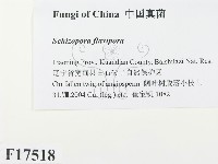 登錄號:F0017518藏品圖，第2張