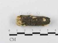 登錄號:F0017518藏品圖，第5張