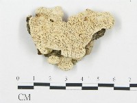 登錄號:F0017521藏品圖，第1張