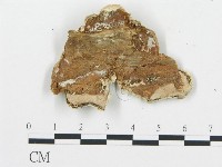 登錄號:F0017521藏品圖，第5張