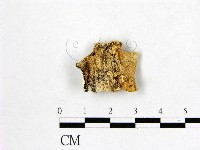 多年臥孔菌屬藏品圖，第3張