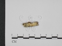 登錄號:F0017524藏品圖，第1張