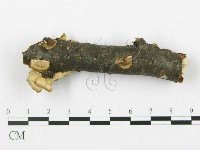 登錄號:F0017526藏品圖，第5張