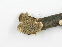 登錄號:F0017526藏品圖，第6張