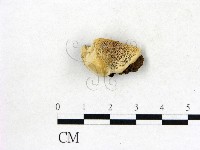 登錄號:F0017530藏品圖，第1張