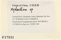 館號:F0017531藏品圖，第2張