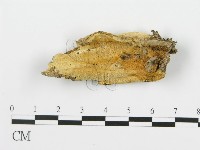 登錄號:F0017532藏品圖，第1張