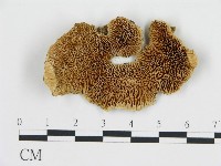 登錄號:F0017535藏品圖，第1張
