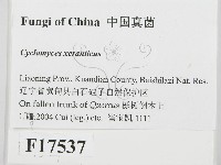 登錄號:F0017537藏品圖，第2張
