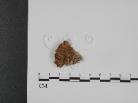 登錄號:F0017541藏品圖，第1張
