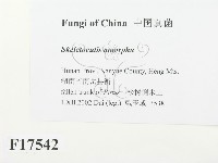 登錄號:F0017542藏品圖，第2張