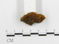 登錄號:F0017544藏品圖，第5張