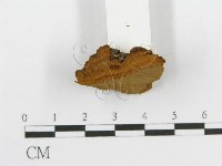 登錄號:F0017544藏品圖，第6張