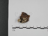 登錄號:F0017548藏品圖，第1張