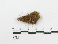 登錄號:F0017551藏品圖，第4張