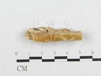 登錄號:F0017552藏品圖，第4張
