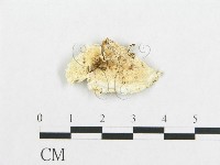 登錄號:F0017553藏品圖，第1張