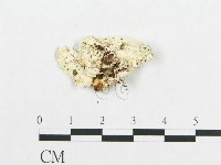 登錄號:F0017553藏品圖，第4張