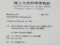 雲芝藏品圖，第2張