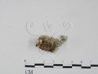 雲芝藏品圖，第3張