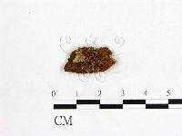 登錄號:F0017556藏品圖，第4張