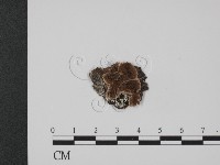 登錄號:F0017560藏品圖，第1張