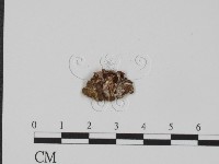 登錄號:F0017561藏品圖，第3張