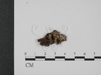 登錄號:F0017562藏品圖，第1張