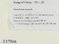 登錄號:F0017566藏品圖，第2張