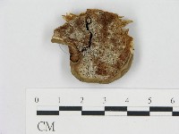 登錄號:F0017566藏品圖，第1張