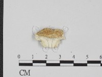 登錄號:F0017567藏品圖，第1張