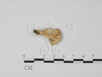 登錄號:F0017569藏品圖，第3張
