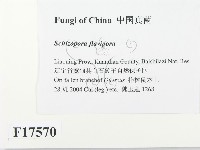 登錄號:F0017570藏品圖，第2張