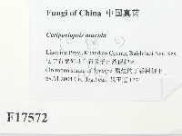 登錄號:F0017572藏品圖，第2張