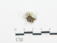 登錄號:F0017572藏品圖，第1張