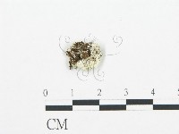 登錄號:F0017572藏品圖，第4張