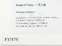 登錄號:F0017575藏品圖，第2張