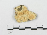 登錄號:F0017575藏品圖，第1張