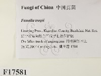 登錄號:F0017581藏品圖，第2張