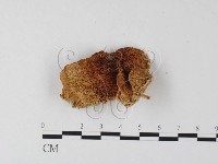 登錄號:F0017581藏品圖，第1張